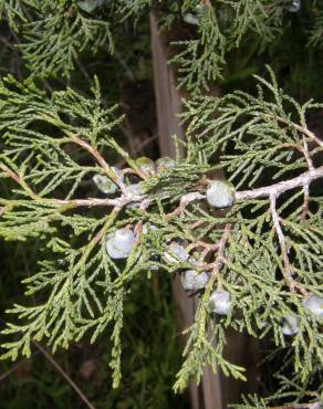 Fotografia 5 da espécie Juniperus thurifera no Jardim Botânico UTAD