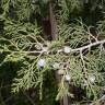 Fotografia 5 da espécie Juniperus thurifera do Jardim Botânico UTAD