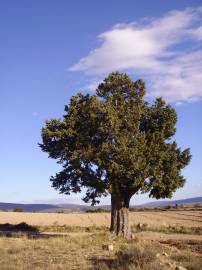 Fotografia da espécie Juniperus thurifera