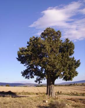 Fotografia 6 da espécie Juniperus thurifera no Jardim Botânico UTAD