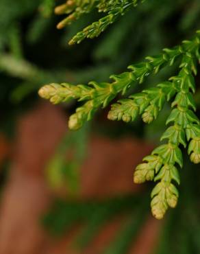 Fotografia 6 da espécie Juniperus horizontalis no Jardim Botânico UTAD