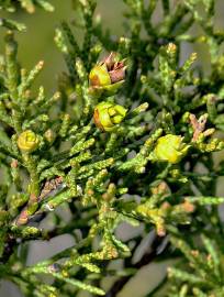 Fotografia da espécie Juniperus thurifera