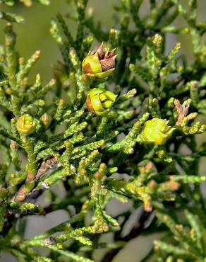 Fotografia 7 da espécie Juniperus thurifera no Jardim Botânico UTAD