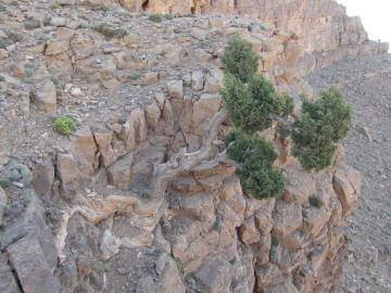 Fotografia da espécie Juniperus thurifera