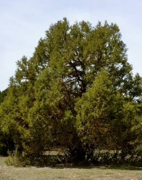 Fotografia 9 da espécie Juniperus thurifera no Jardim Botânico UTAD