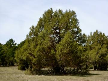 Fotografia da espécie Juniperus thurifera
