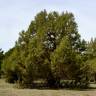 Fotografia 9 da espécie Juniperus thurifera do Jardim Botânico UTAD