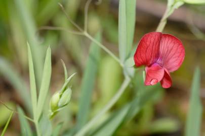 Fotografia da espécie Lathyrus cicera