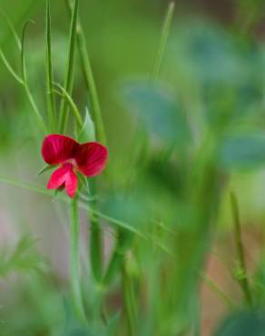 Fotografia 3 da espécie Lathyrus cicera no Jardim Botânico UTAD