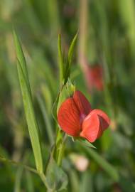 Fotografia da espécie Lathyrus cicera