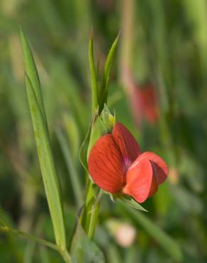 Fotografia 1 da espécie Lathyrus cicera no Jardim Botânico UTAD