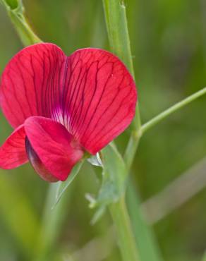 Fotografia 6 da espécie Lathyrus cicera no Jardim Botânico UTAD