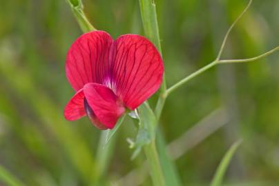 Fotografia da espécie Lathyrus cicera