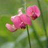 Fotografia 8 da espécie Lathyrus cicera do Jardim Botânico UTAD