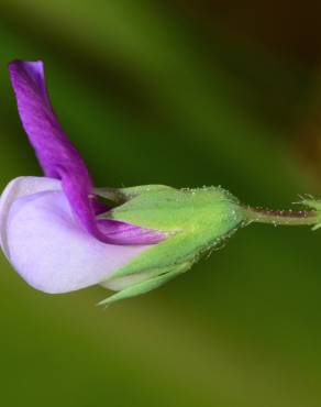 Fotografia 3 da espécie Lathyrus hirsutus no Jardim Botânico UTAD