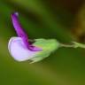 Fotografia 3 da espécie Lathyrus hirsutus do Jardim Botânico UTAD