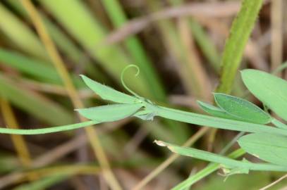 Fotografia da espécie Lathyrus hirsutus