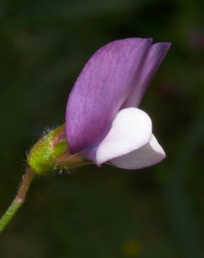 Fotografia 1 da espécie Lathyrus hirsutus no Jardim Botânico UTAD