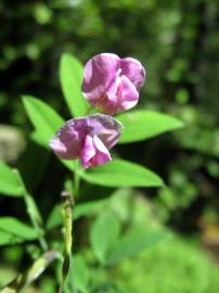 Fotografia da espécie Lathyrus linifolius