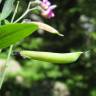Fotografia 3 da espécie Lathyrus linifolius do Jardim Botânico UTAD