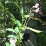 Fotografia 4 da espécie Lathyrus linifolius do Jardim Botânico UTAD