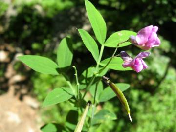 Fotografia da espécie Lathyrus linifolius