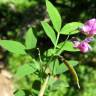 Fotografia 5 da espécie Lathyrus linifolius do Jardim Botânico UTAD