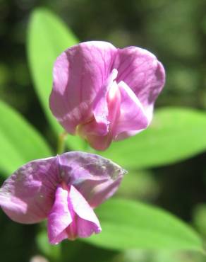 Fotografia 6 da espécie Lathyrus linifolius no Jardim Botânico UTAD