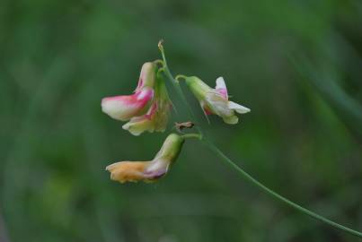 Fotografia da espécie Lathyrus linifolius