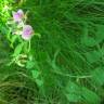 Fotografia 9 da espécie Lathyrus linifolius do Jardim Botânico UTAD
