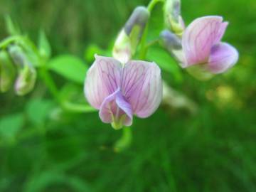 Fotografia da espécie Lathyrus linifolius