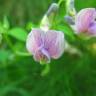 Fotografia 10 da espécie Lathyrus linifolius do Jardim Botânico UTAD