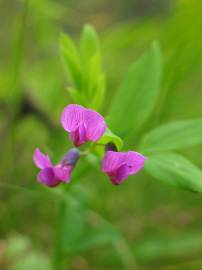 Fotografia da espécie Lathyrus linifolius