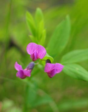 Fotografia 11 da espécie Lathyrus linifolius no Jardim Botânico UTAD