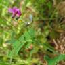 Fotografia 12 da espécie Lathyrus linifolius do Jardim Botânico UTAD