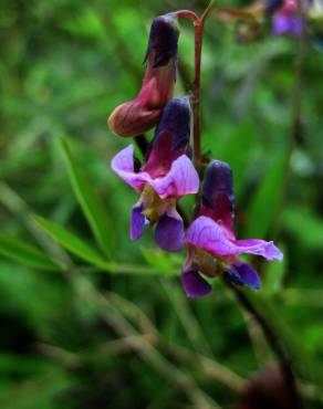 Fotografia 13 da espécie Lathyrus linifolius no Jardim Botânico UTAD