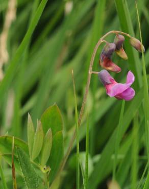 Fotografia 14 da espécie Lathyrus linifolius no Jardim Botânico UTAD