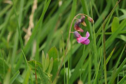 Fotografia da espécie Lathyrus linifolius