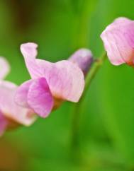 Lathyrus linifolius