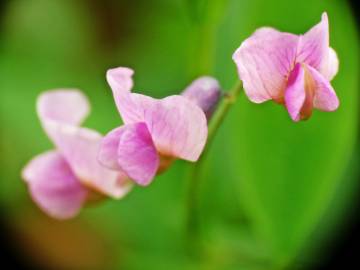 Fotografia da espécie Lathyrus linifolius