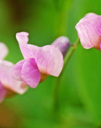 Fotografia de capa Lathyrus linifolius - do Jardim Botânico