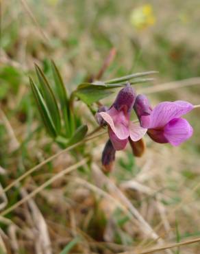 Fotografia 15 da espécie Lathyrus linifolius no Jardim Botânico UTAD