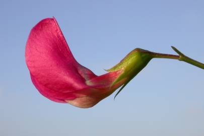 Fotografia da espécie Lathyrus nissolia