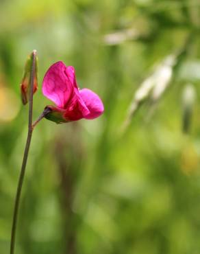 Fotografia 3 da espécie Lathyrus nissolia no Jardim Botânico UTAD