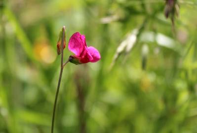 Fotografia da espécie Lathyrus nissolia