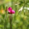 Fotografia 3 da espécie Lathyrus nissolia do Jardim Botânico UTAD