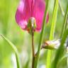 Fotografia 4 da espécie Lathyrus nissolia do Jardim Botânico UTAD