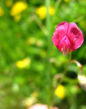 Fotografia 5 da espécie Lathyrus nissolia no Jardim Botânico UTAD