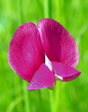 Fotografia 6 da espécie Lathyrus nissolia no Jardim Botânico UTAD