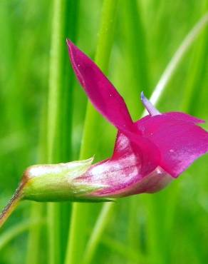 Fotografia 7 da espécie Lathyrus nissolia no Jardim Botânico UTAD